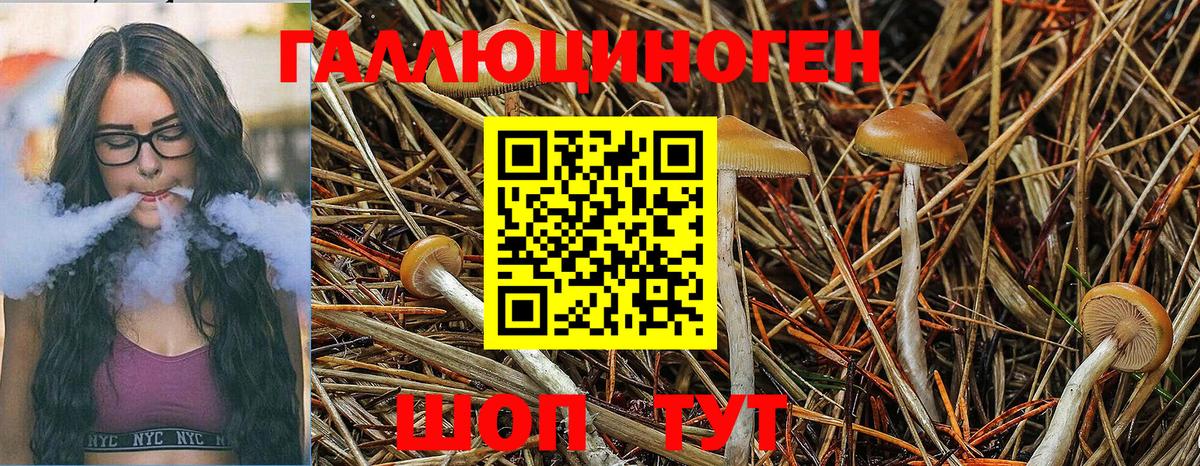 Галлюциногенные грибы Psilocybine cubensis  Вход с VPN  Кушва 